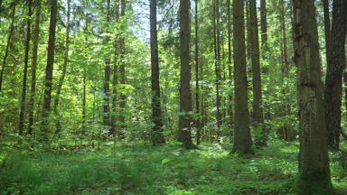 绿色混合松柏科的落叶木森林景观夏天一天